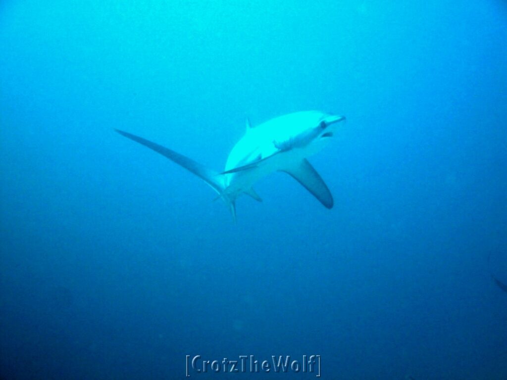 thresher shark