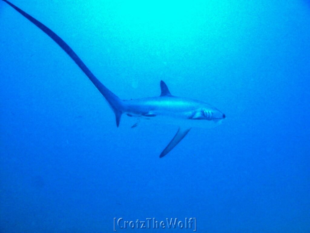 thresher shark