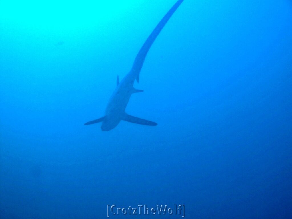 thresher shark