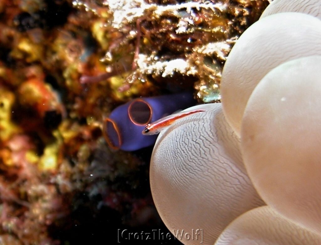 ghostgoby stonycoral