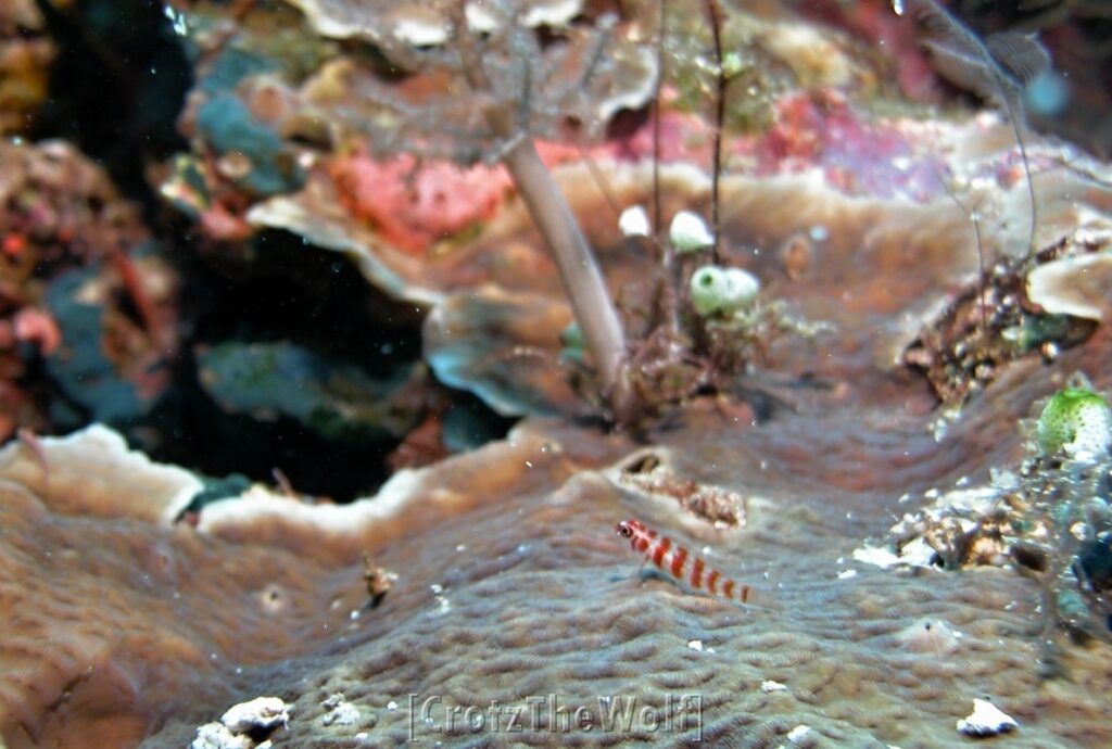 dwarfgoby candycane