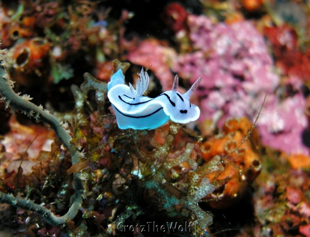 nudibranch