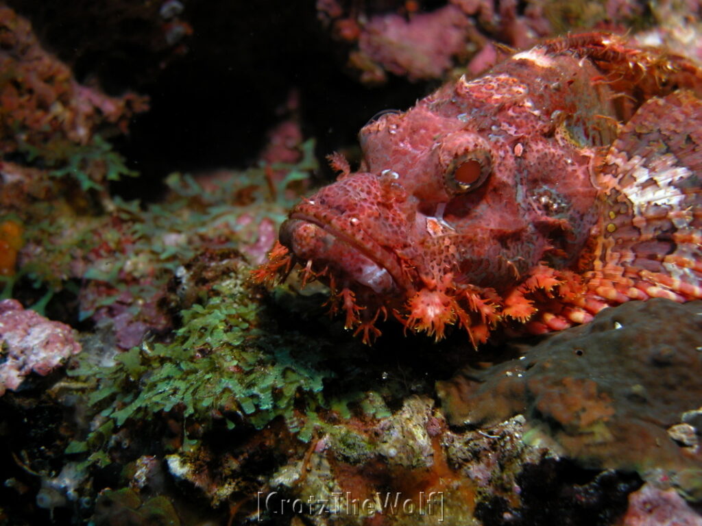 stonefish