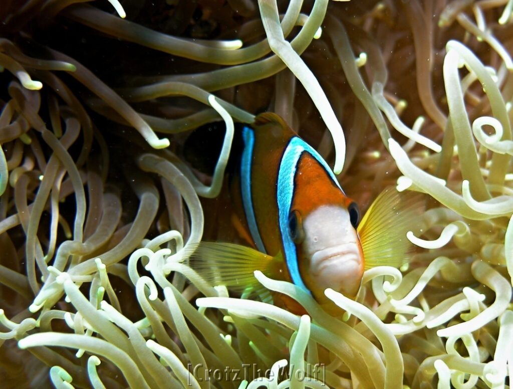 anemonfish