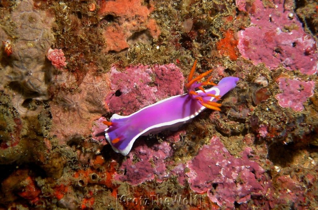 Nudibranchs