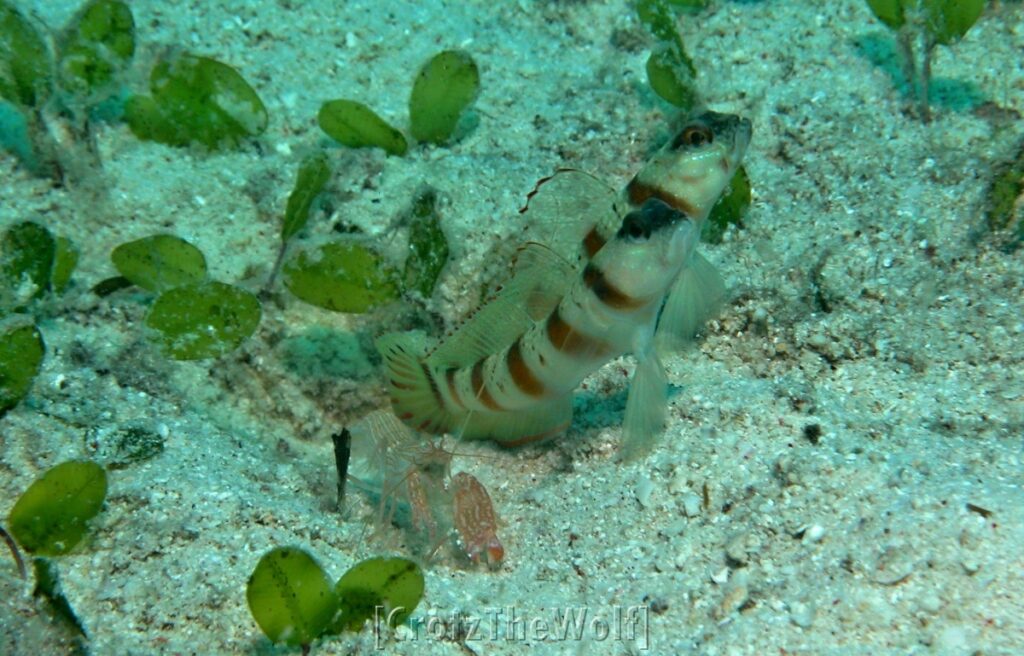 shrimpgoby eyebrow