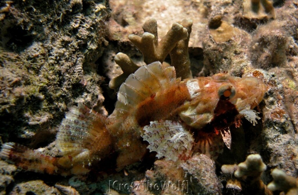 stonefish