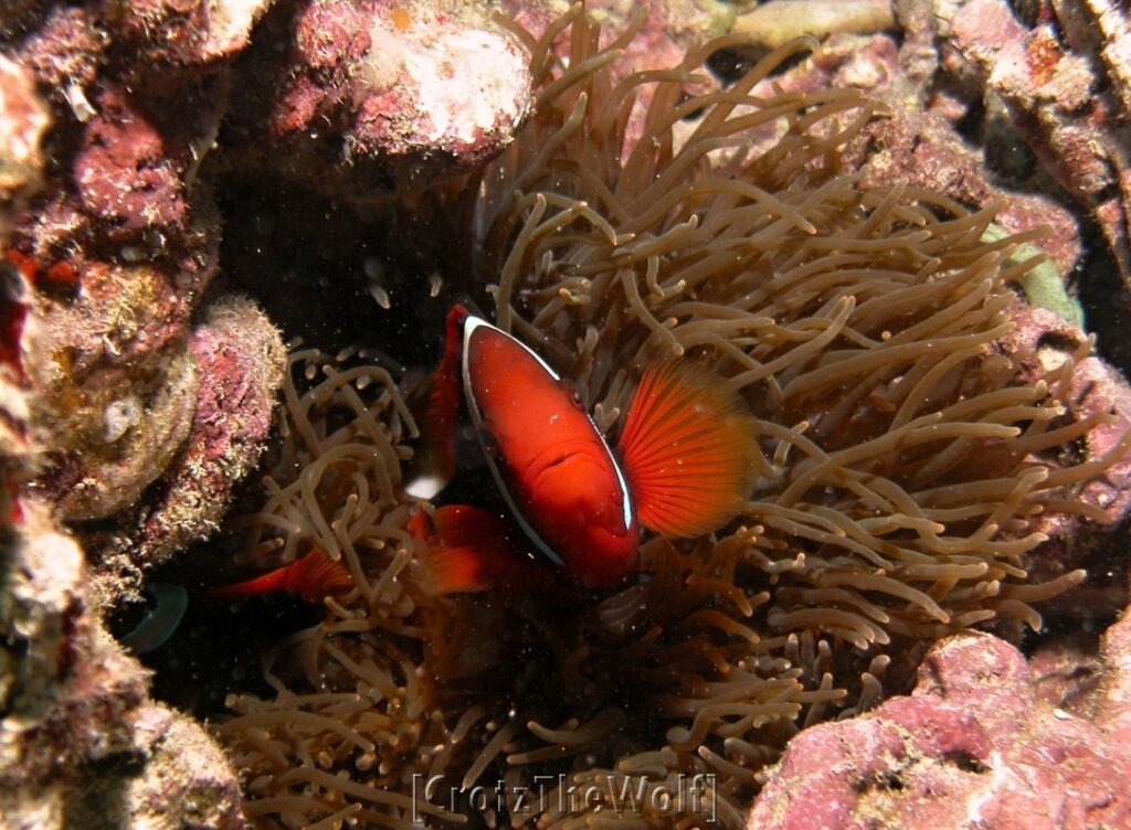 anemonfish