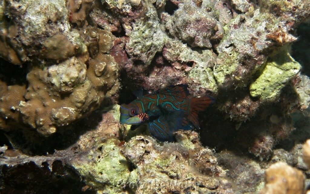 mandarinfish