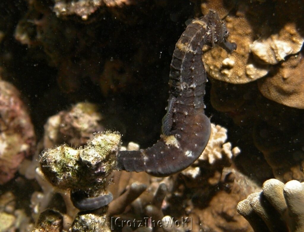 seahorse