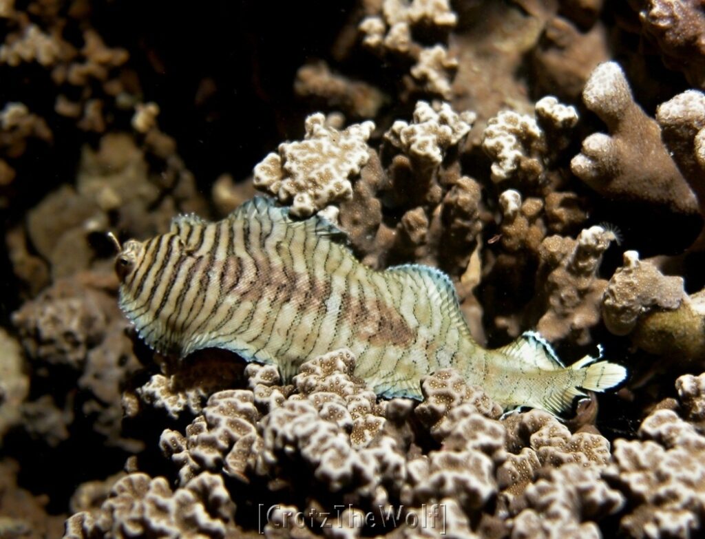 banded sole