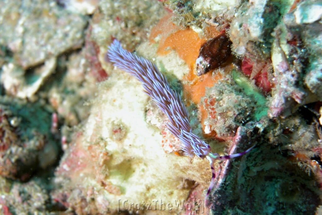 flabellina