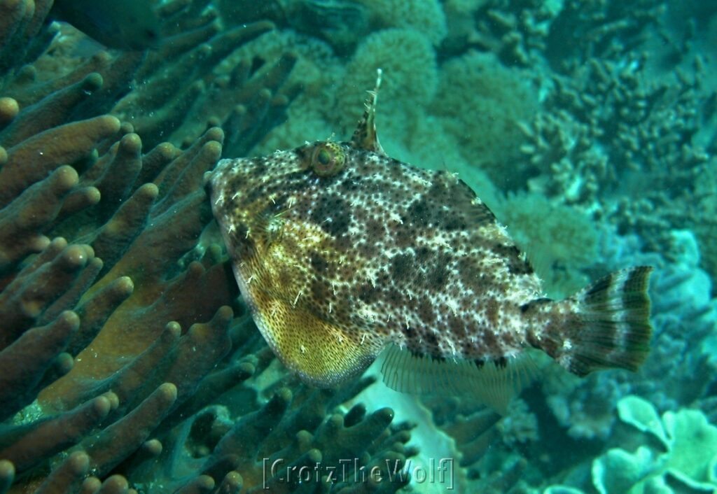 filefish strapweed