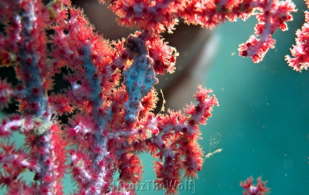 bargibanti pigmy seahorse