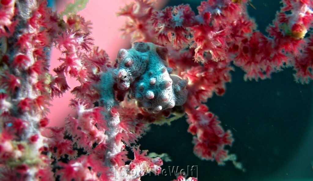 bargibanti pigmy seahorse