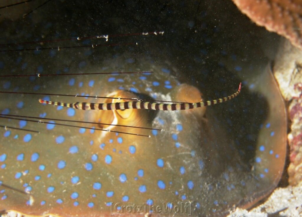 ringed pipefish