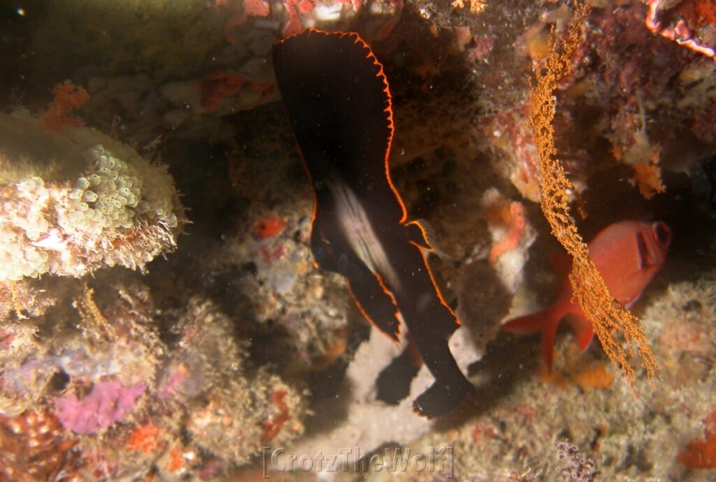 Spadefish Longfin