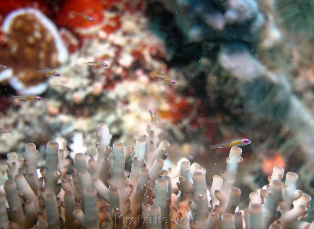 Goby Redeye Hovering