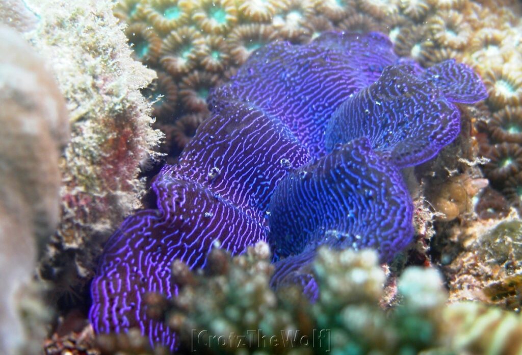 giant clam