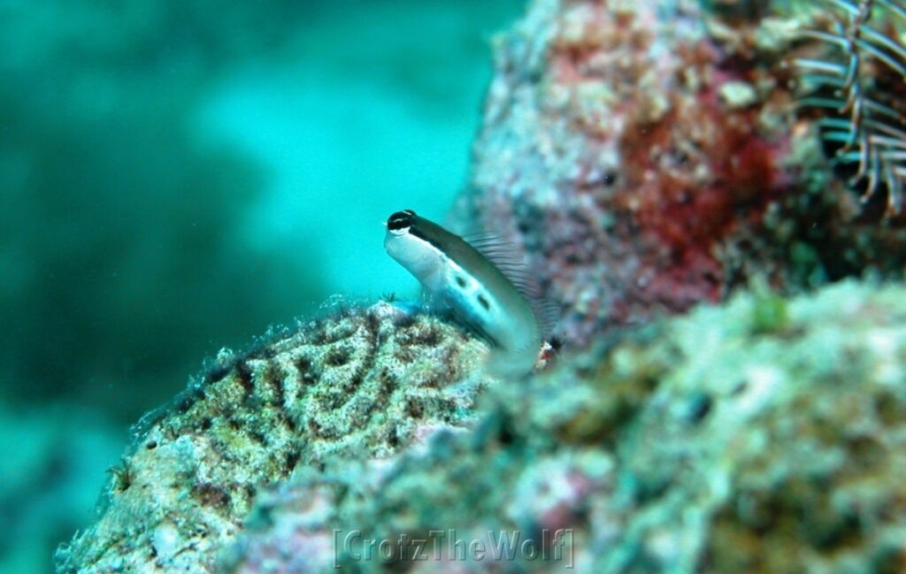 Blenny Twinspot