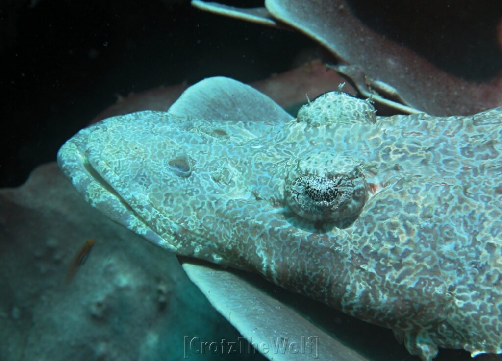 crocodile flathead