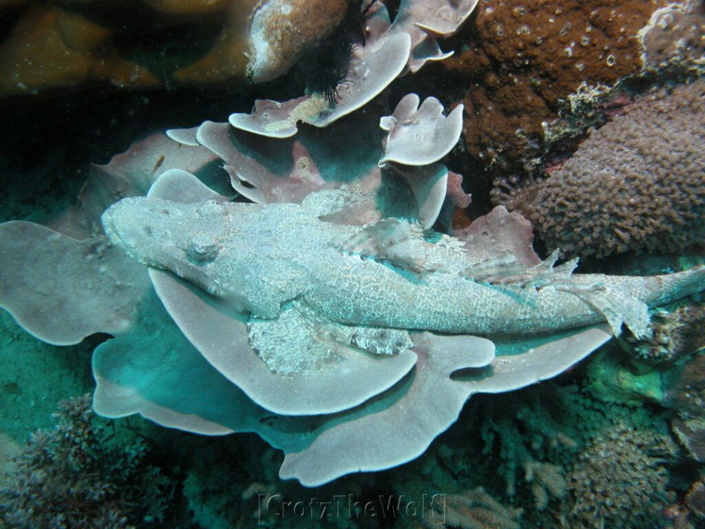 crocodile flathead