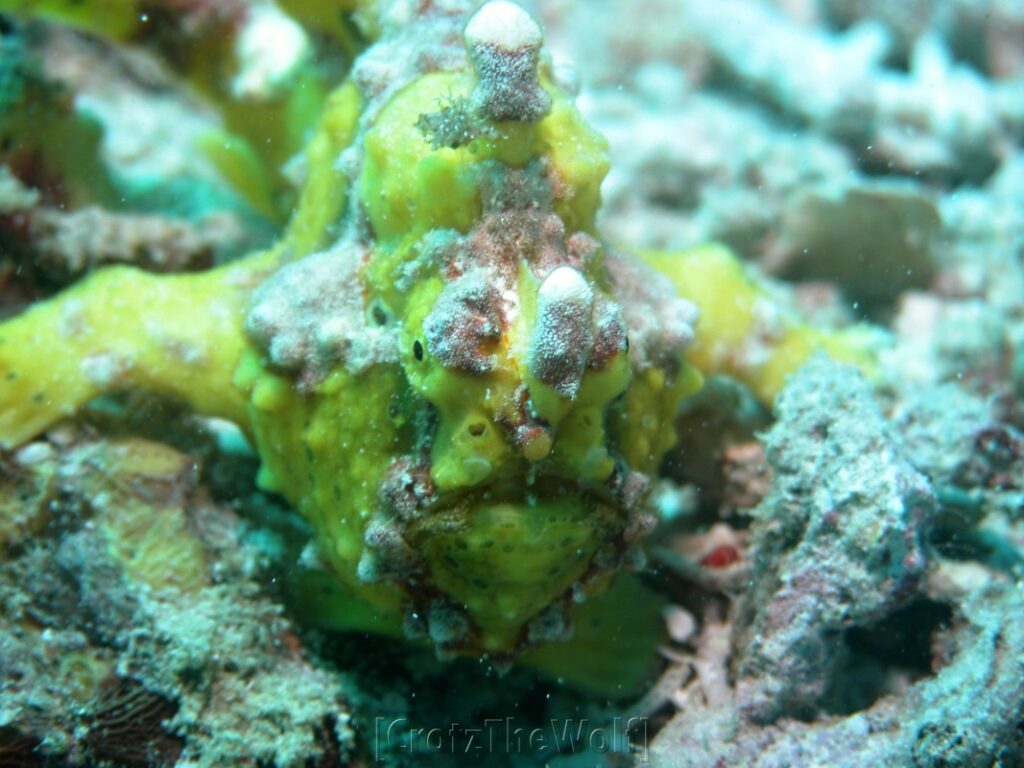 frogfish