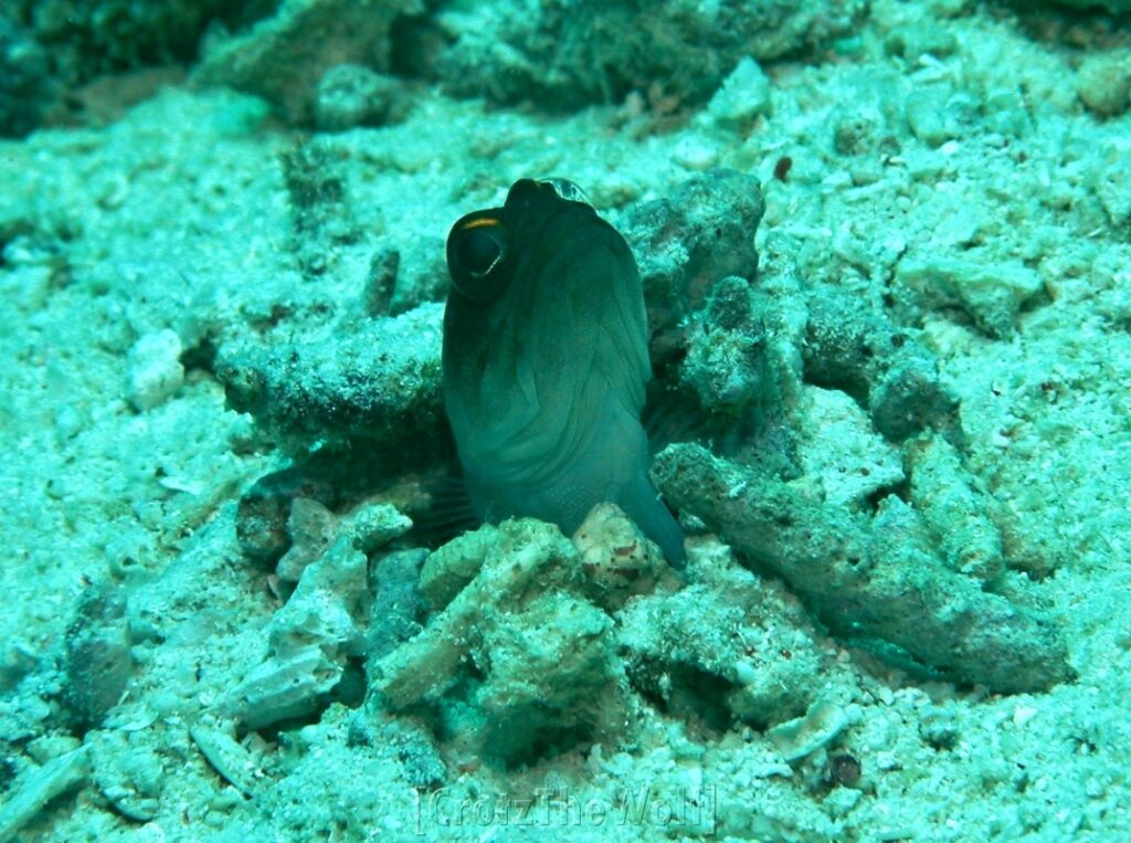 jawfish