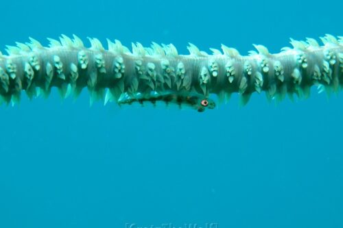 goby black coral