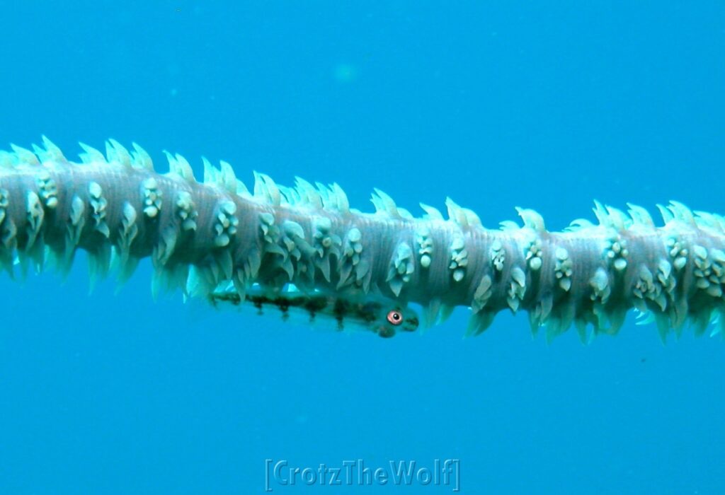 goby black coral