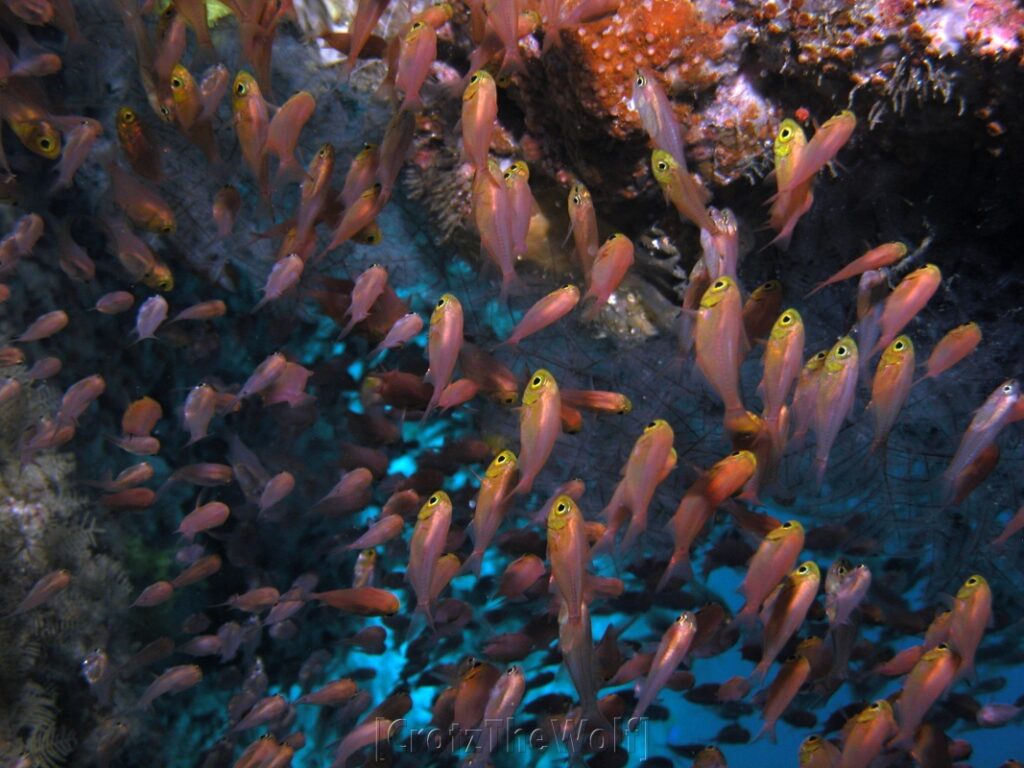 cardinalfish yellowmouth