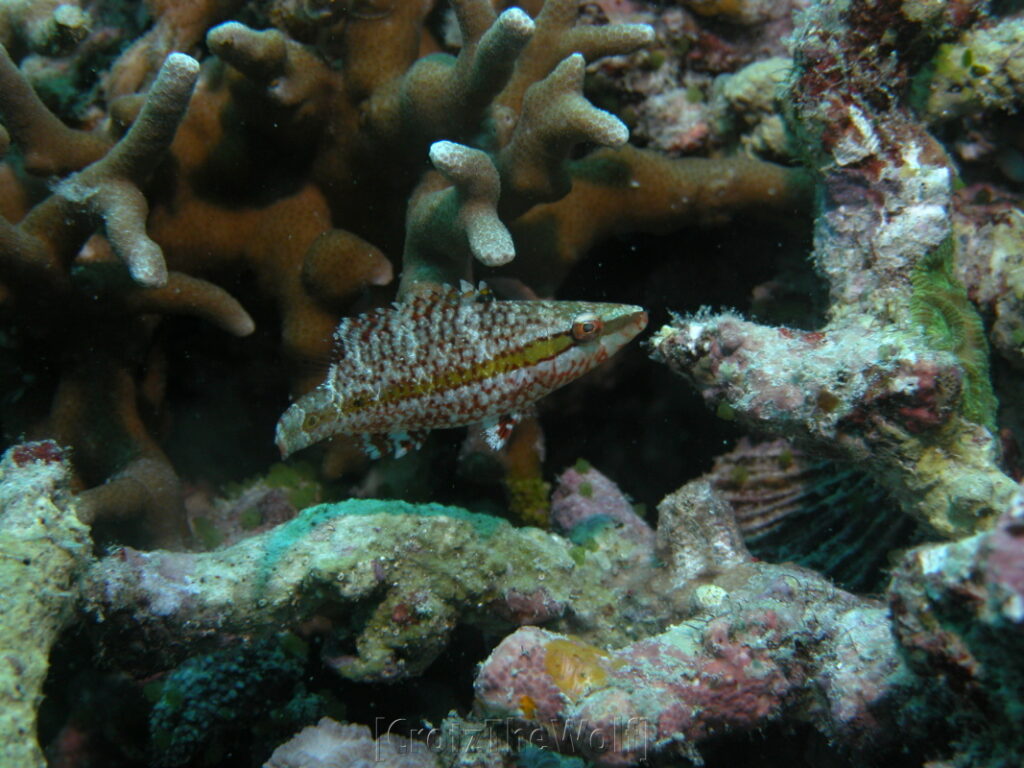 wrasse