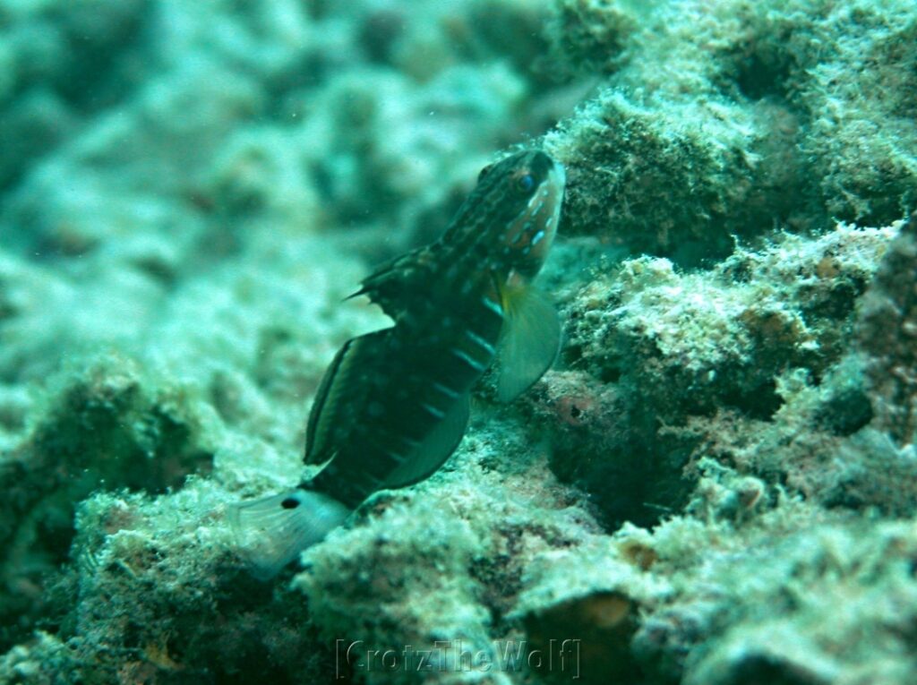 goby