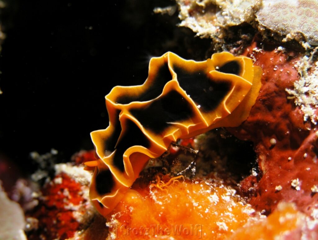 nudibranch