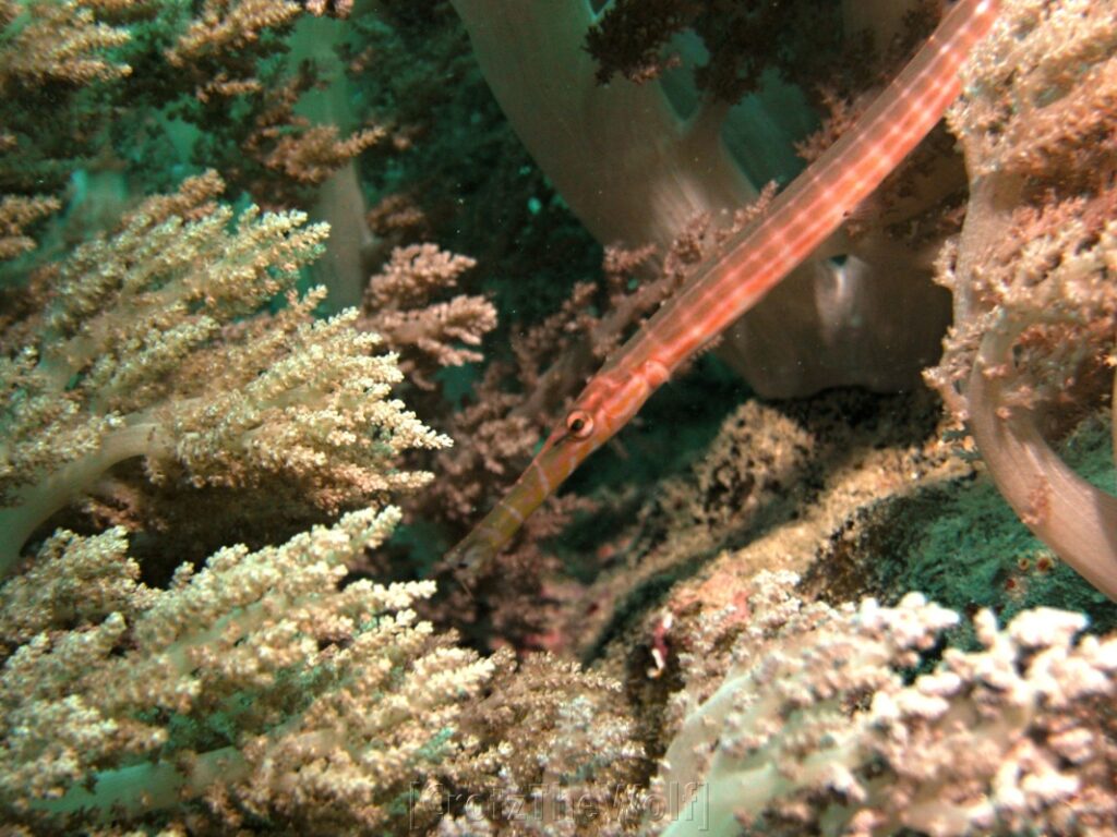 Pipefish Many Banded