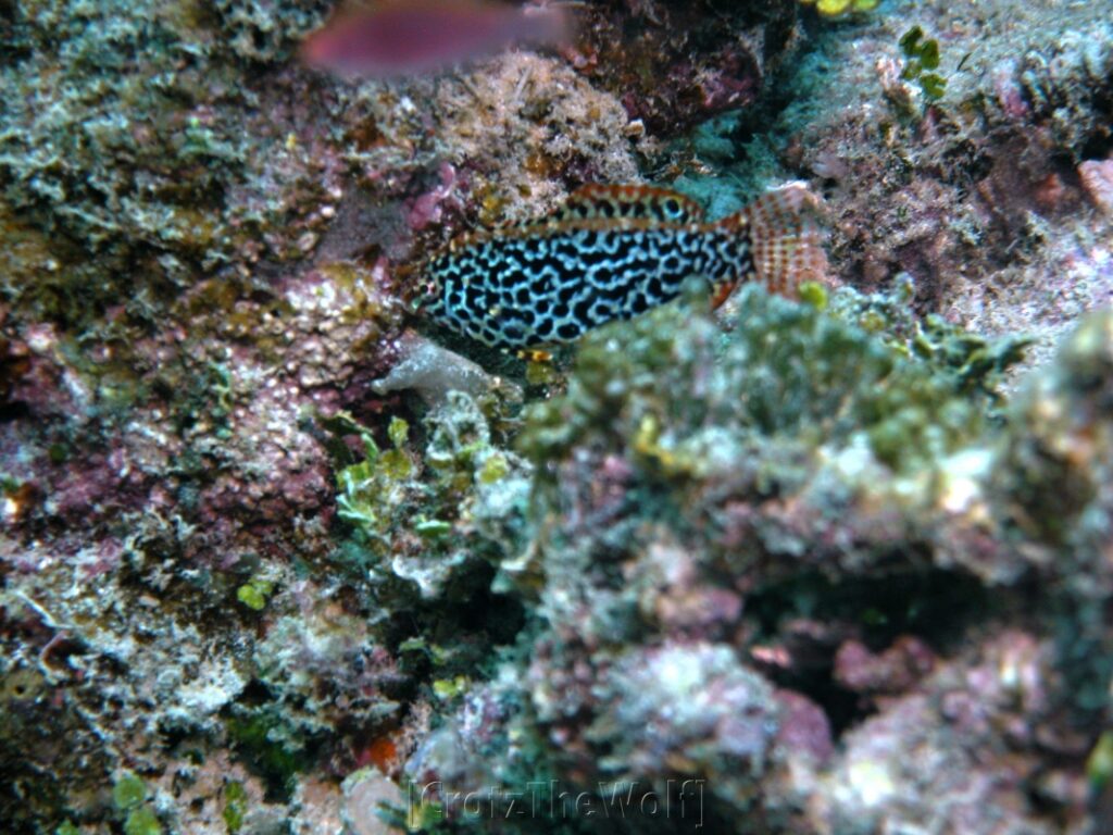 Wrasse Leopard