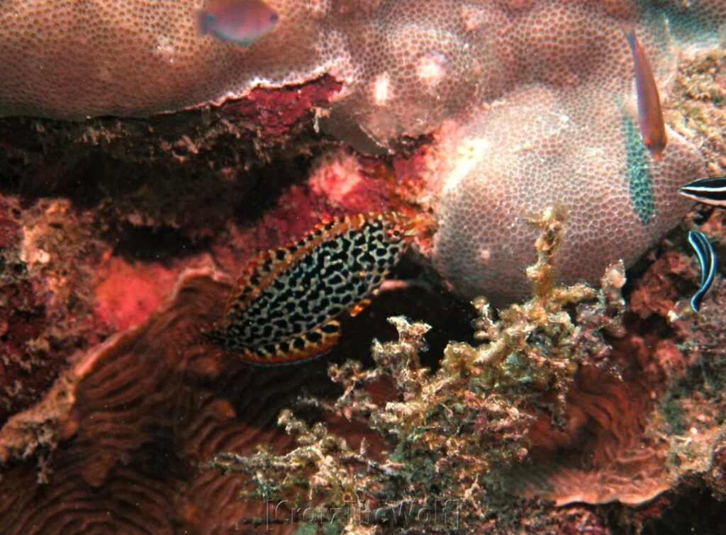 Wrasse Leopard