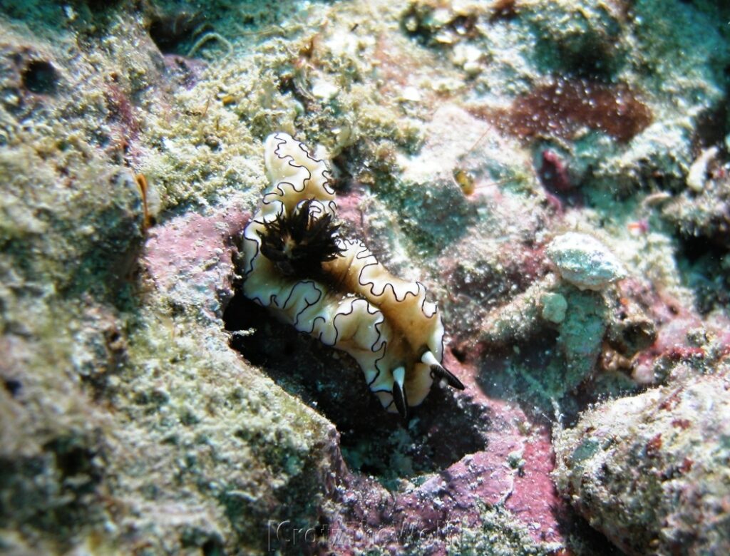 nudibranch