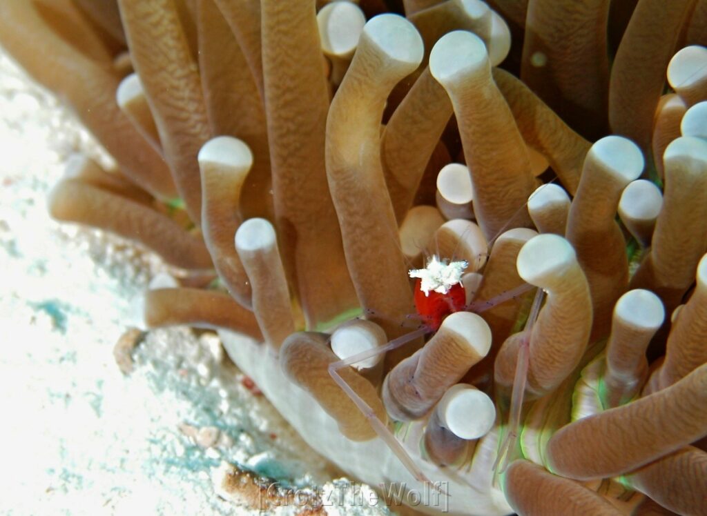 popcorn crab