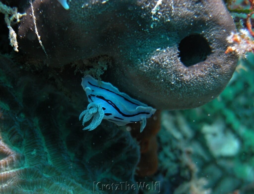 nudibranch