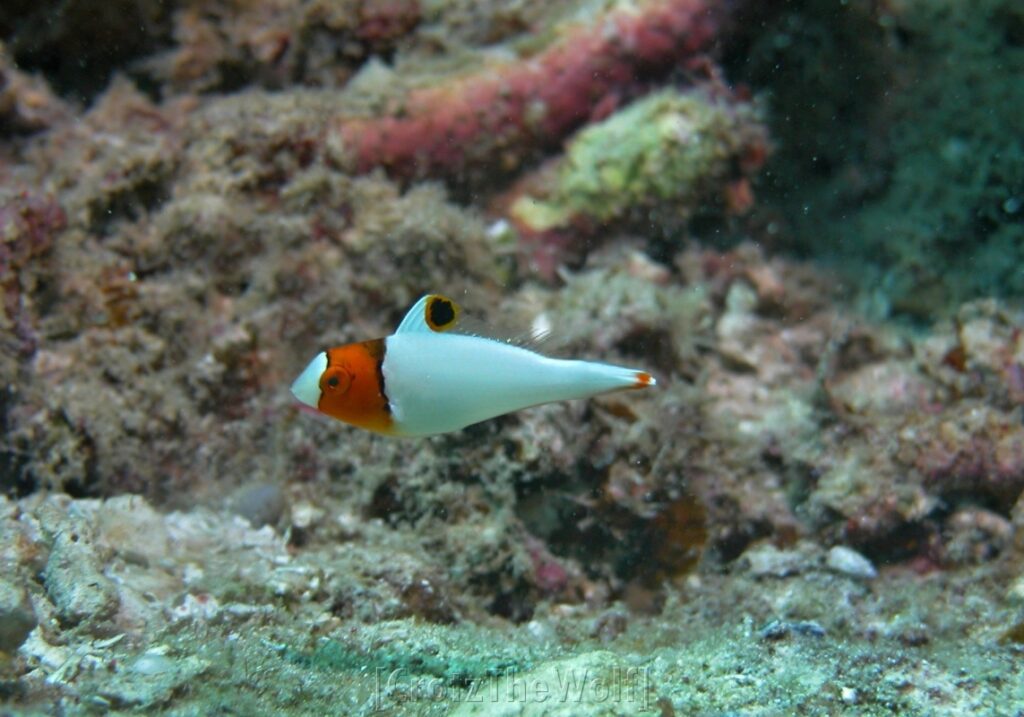 bicolor parrotfish