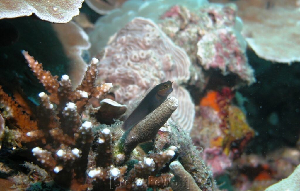 blenny red streaked