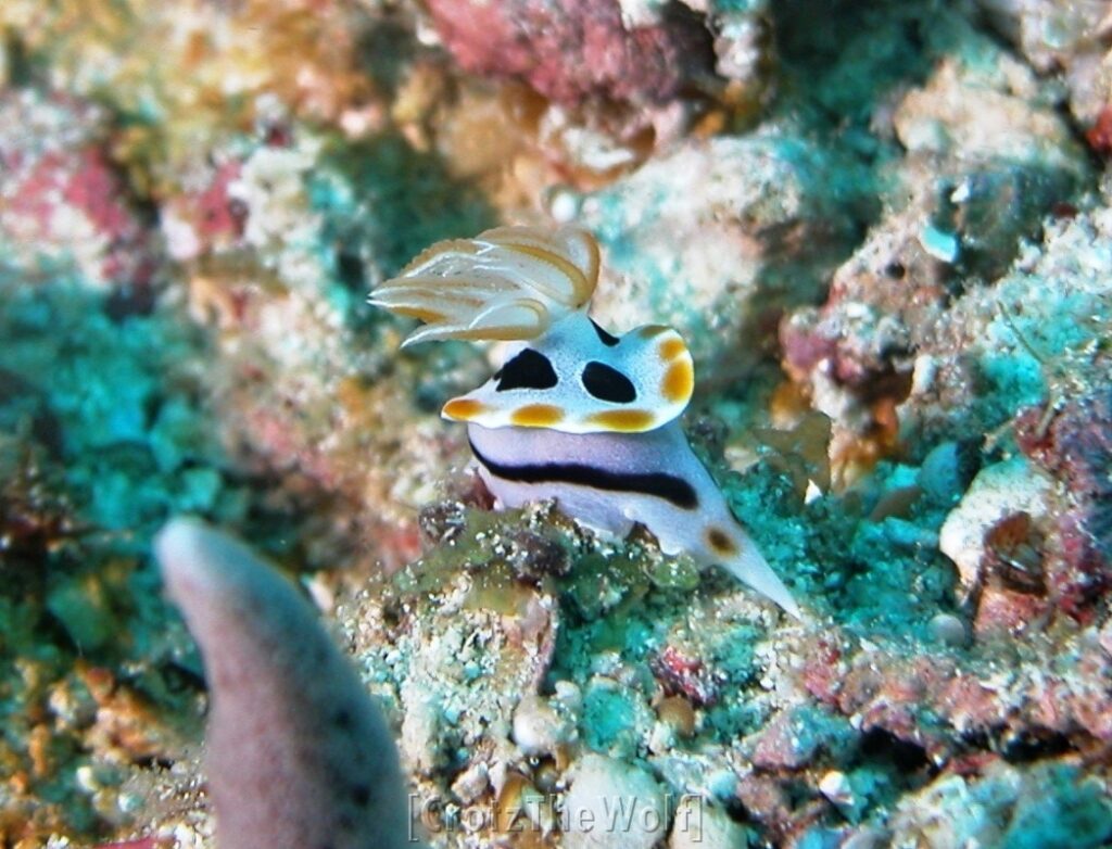 nudibranch