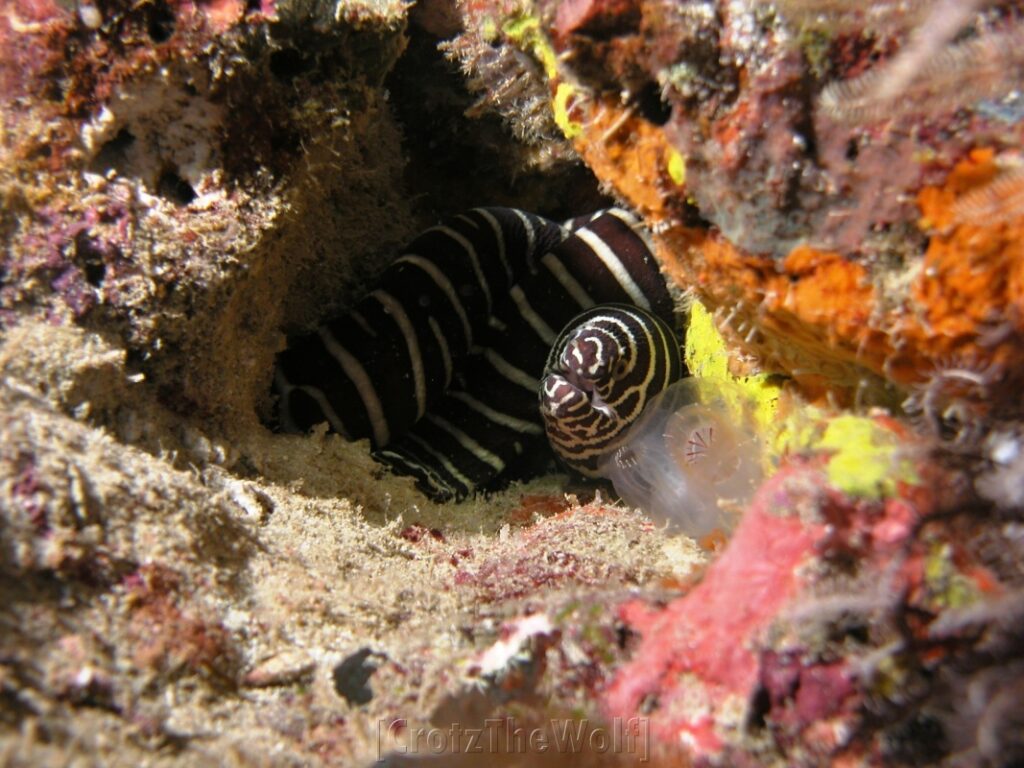 zebra moray