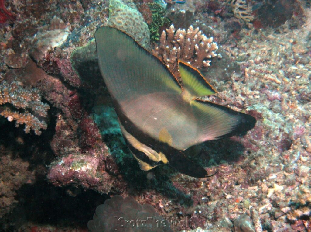 spadefish