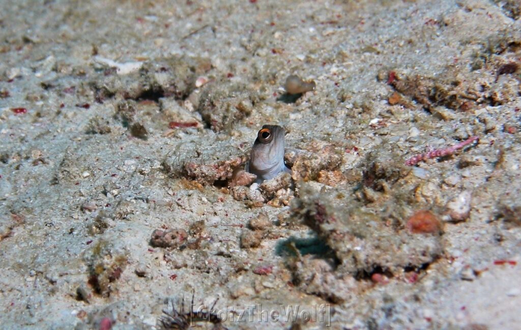 jawfish