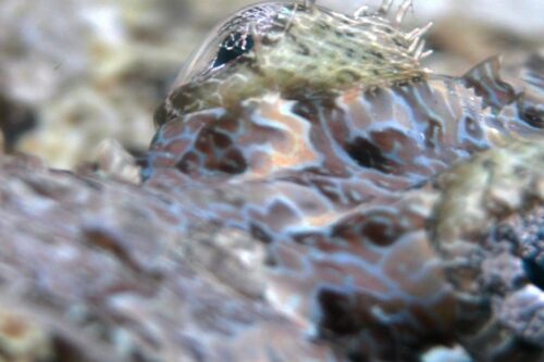 crocodile flathead