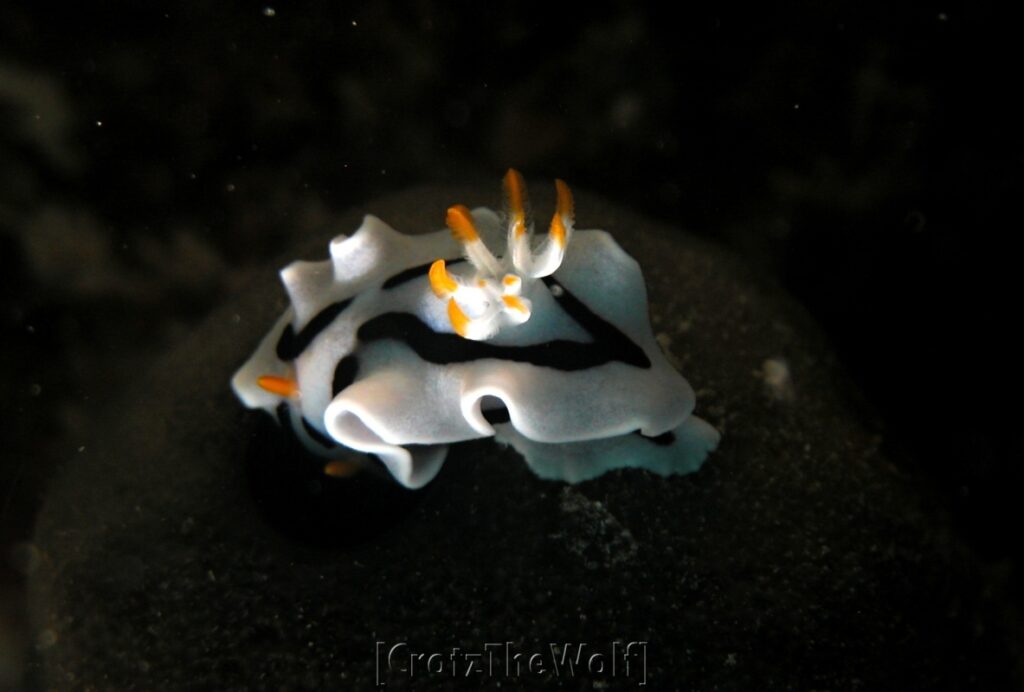 nudibranch