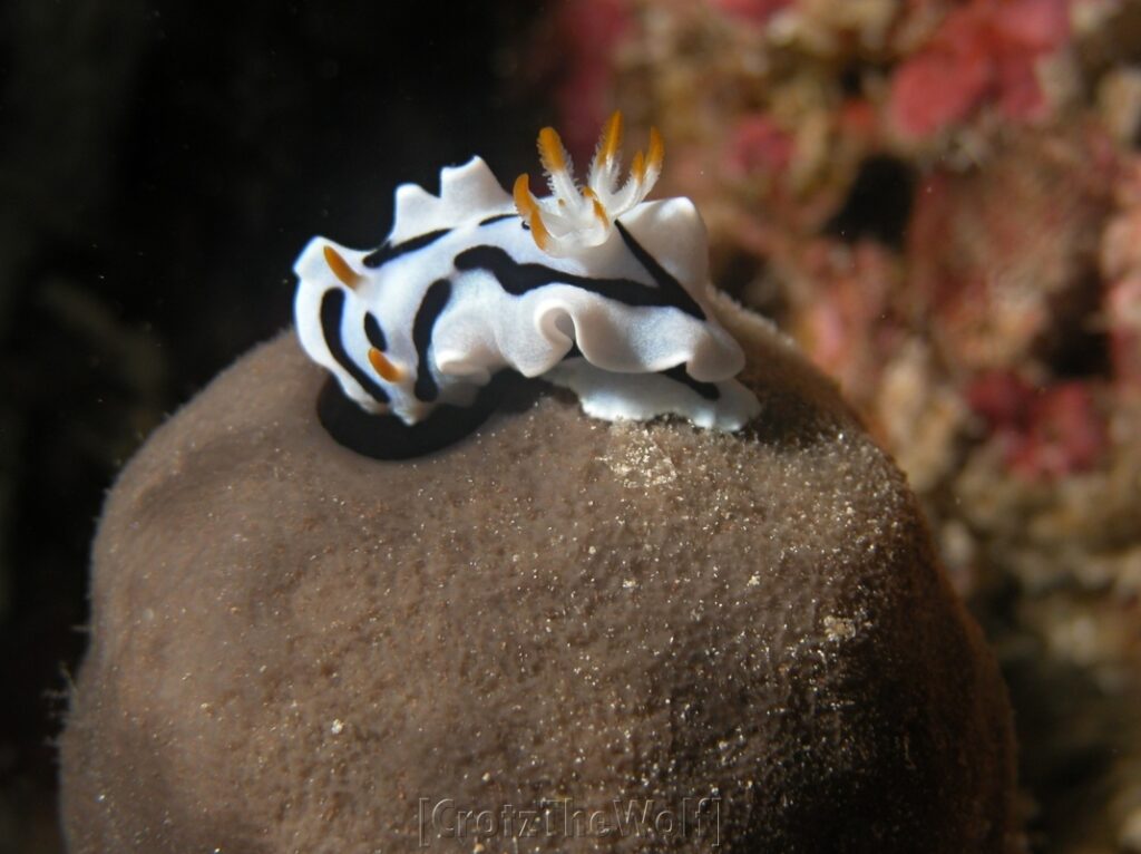 nudibranch