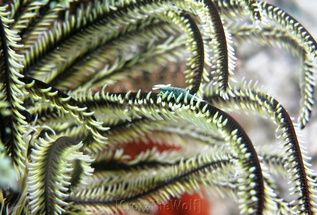 shrimp crinoid commensal